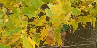 Rustling Fall Maple Leaves