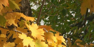 秋天的枫叶在阳光下滚动焦点