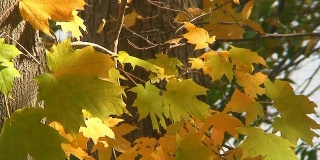 秋天的枫叶倾斜下来