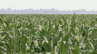 在玉米田上喷洒农药视频素材模板下载