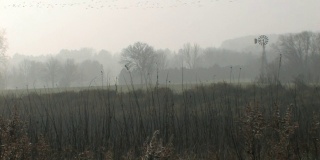 雾风车与鸟群1 HD