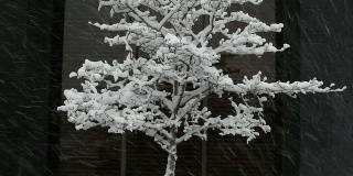 高清:简单的冬天下雪树拍摄