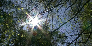 阳光透过树冠