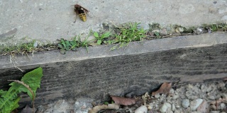 蜜蜂在自然界中