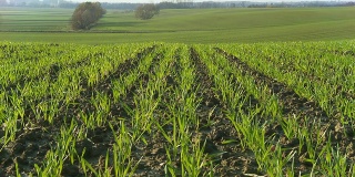 HD CRANE:麦田里的年轻小麦