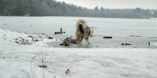 狗在冰上玩