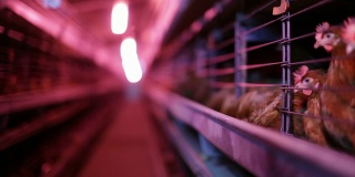 紫外线灯下的小养鸡场