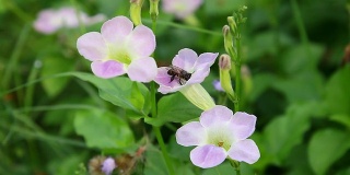 紫花与蜜蜂
