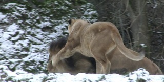 雪地上的狮子HD 4:2:2