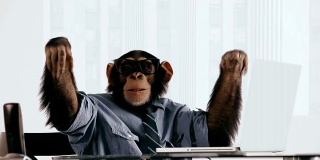 黑猩猩笔记本兴奋