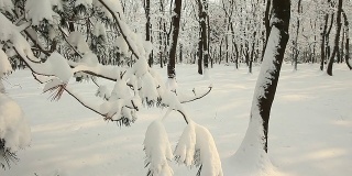 HD CRANE:冬天的森林