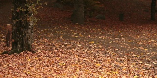 高清:秋天的落叶
