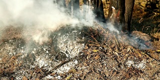 HD -森林中的火