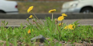 Dandelions是路边的一朵花。
