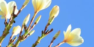 Plumeria花