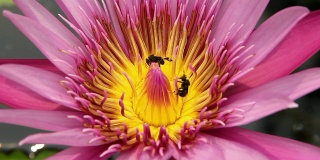 蜜蜂在粉红色的荷花上打架。
