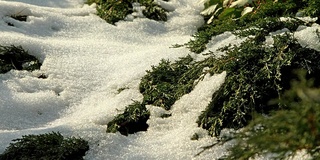 雪融化时，杜松升起