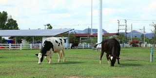 奶牛在田野里吃草