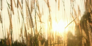 草在日落时分