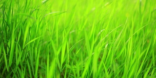 春天的绿草，从左到右平移，高清视频