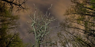 HD Motion Time-Lapse: Trees Against Night Cloudscape