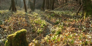 高清多莉:森林里的雪花莲