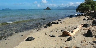 瓦胡岛迎风海岸景观