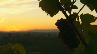 《夕阳下葡萄园里的葡萄》视频素材模板下载