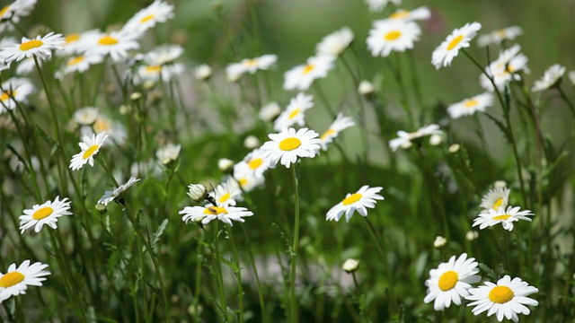 野生的雏菊