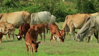 奶牛和小牛，HD视频素材模板下载