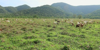 山羊在草地