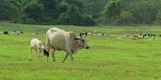 奶牛和山羊在绿色的牧场，HD