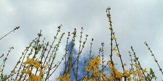 HD Motion Time-Lapse: Cloudscape Over Spring Plants