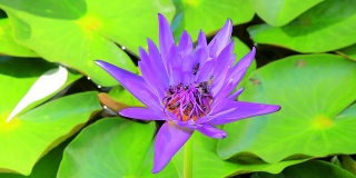 紫色荷花与蜜蜂的对比较低