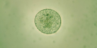 微生物-团藻