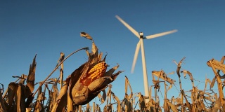 玉米芯准备收获与风力涡轮机在背景