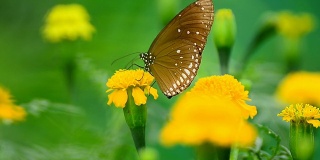 印度乌鸦蝴蝶