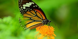 黑脉金斑蝶