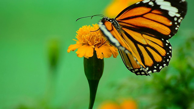 Monarch Butterfly on yellow Flower