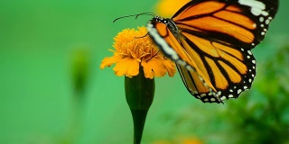 Monarch Butterfly on yellow Flower