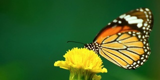 帝王蝶在黄花上