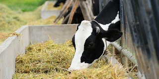 泰国农场的奶牛