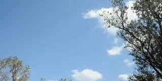 橄榄树上的云景