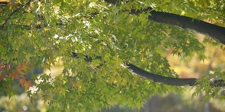 水映在绿色的枫叶上