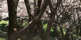 “Sakura-fubuki”(樱花)
