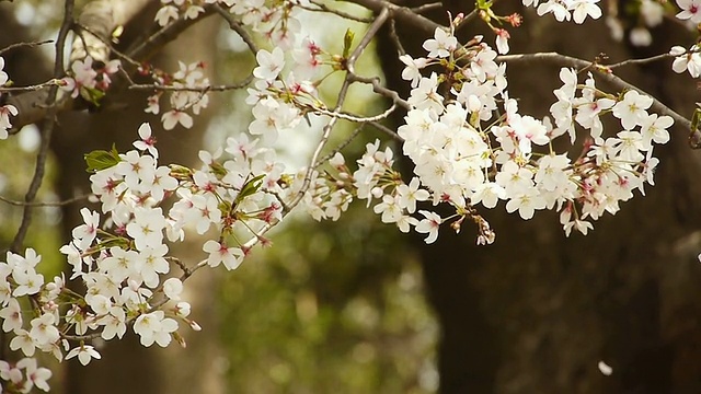 樱花:花与落花在树林里