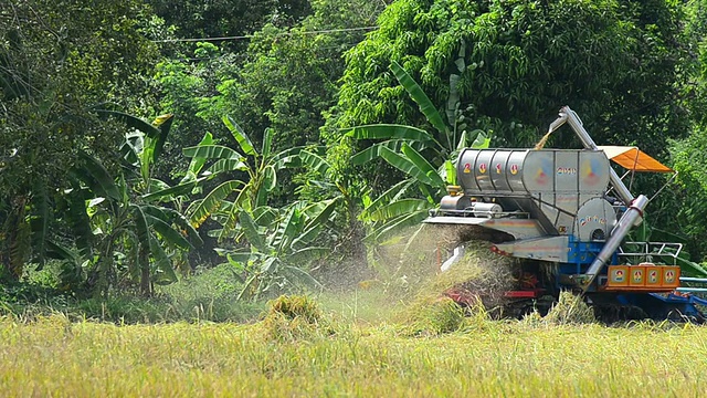 拖拉机收割水稻