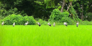 稻田里的鸟类