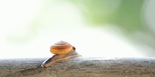 树枝上的蜗牛