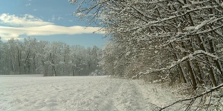 高清慢镜头:田园诗般的冬季林间空地